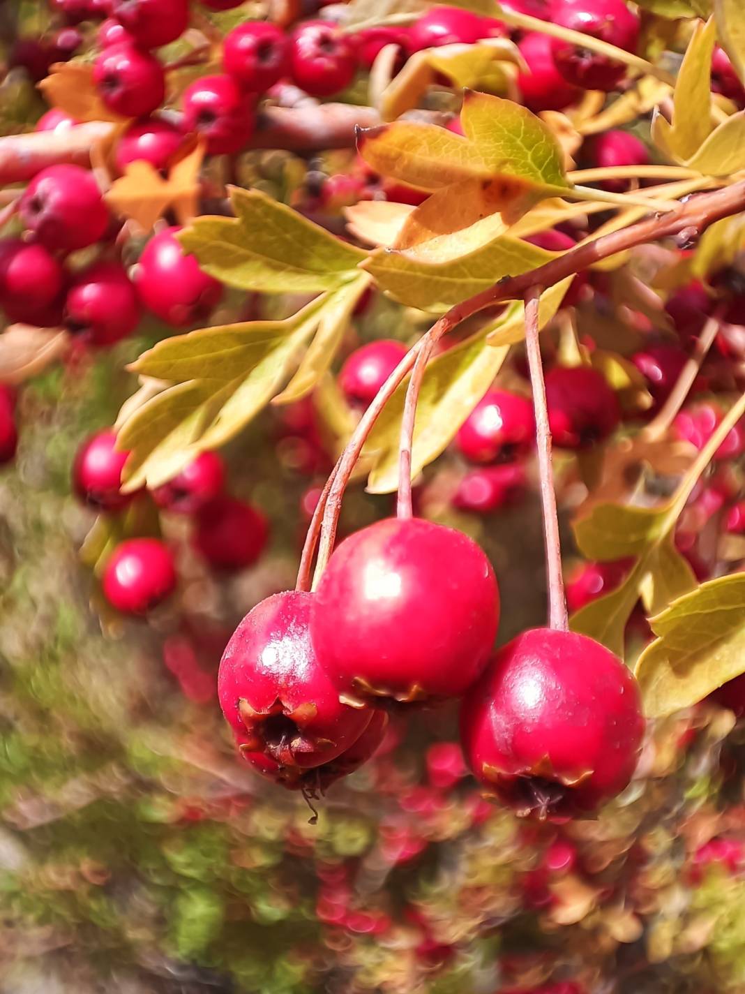 Doğada kendiliğinden yetişiyor, yiyen şifa buluyor 5